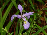 Slender Blue Flag